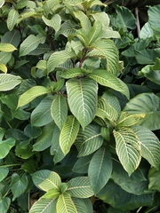 Sanchezia parvibracteata