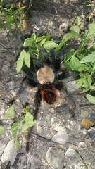 Brachypelma albiceps