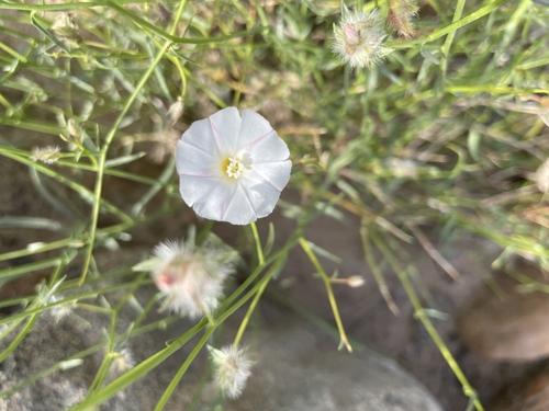Convolvulus virgatus, photograph 2