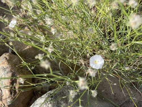 Convolvulus virgatus, photograph 3