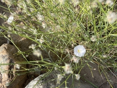 Convolvulus virgatus, photograph (c) Theo Busschau, some rights reserved (CC BY)