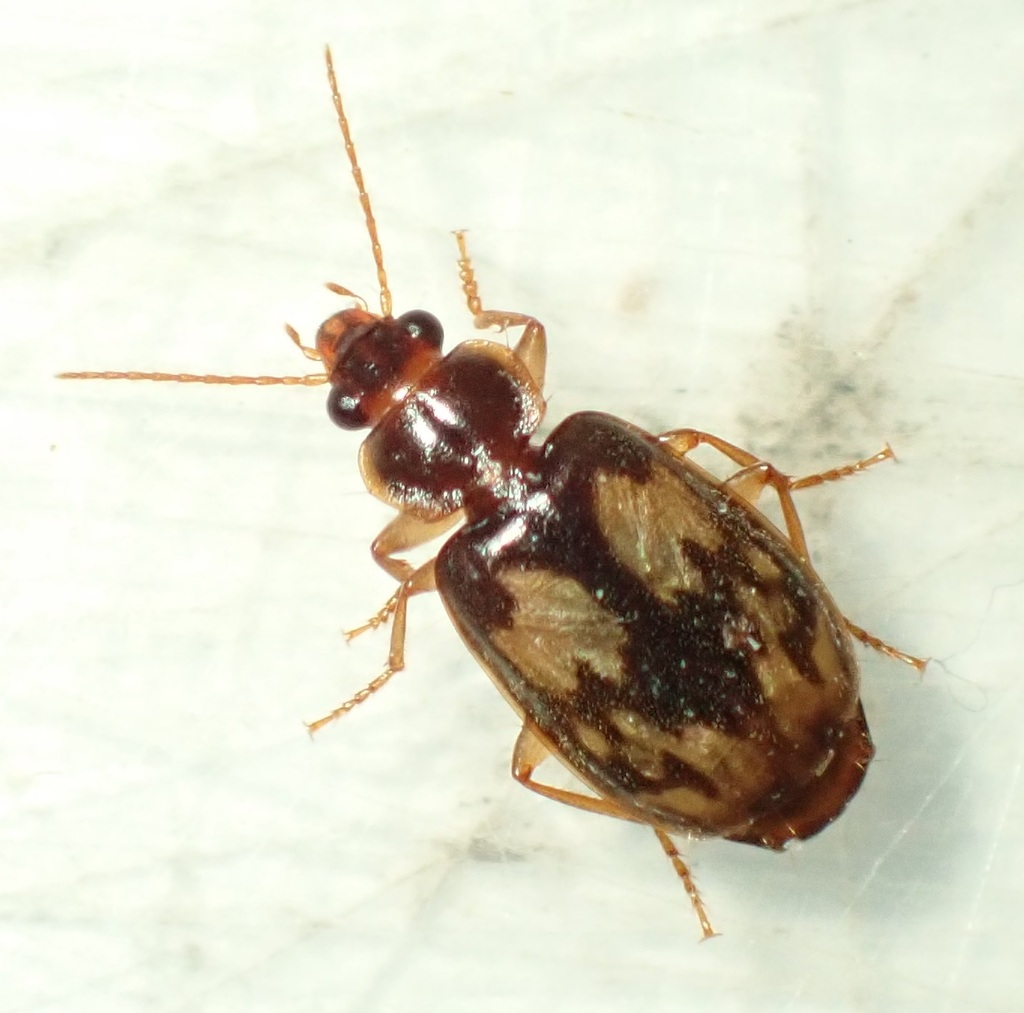 Pericalina