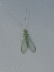 Pterygota