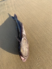 Shark Sucker photo 5