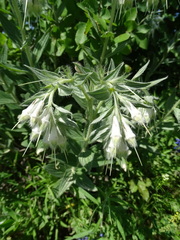Lithospermum bejariense