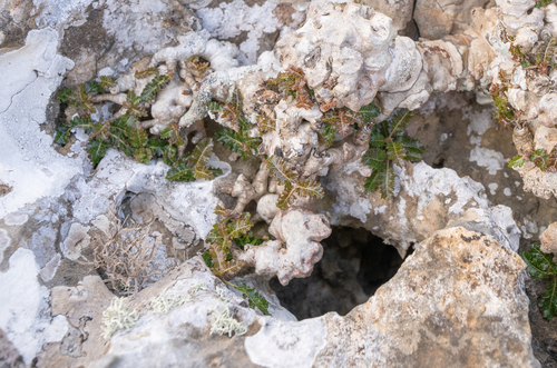Boswellia nana (Boswellia nana)