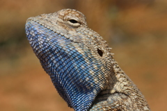 Horny-Scaled Agama photo 1