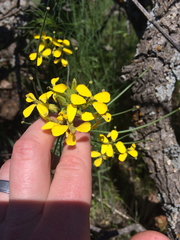 Erysimum asperum