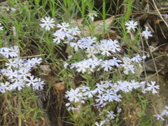 Phlox bifida