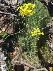 Erysimum asperum