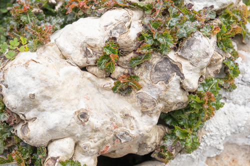 Boswellia nana (Boswellia nana)