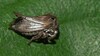 Oxyrhachis uncata - Photo (c) Dinesh Sharma, some rights reserved (CC BY-NC), uploaded by Dinesh Sharma