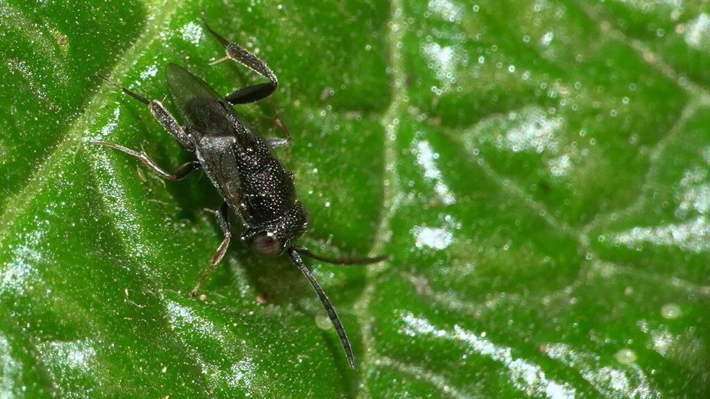 Brachygaster kawadai