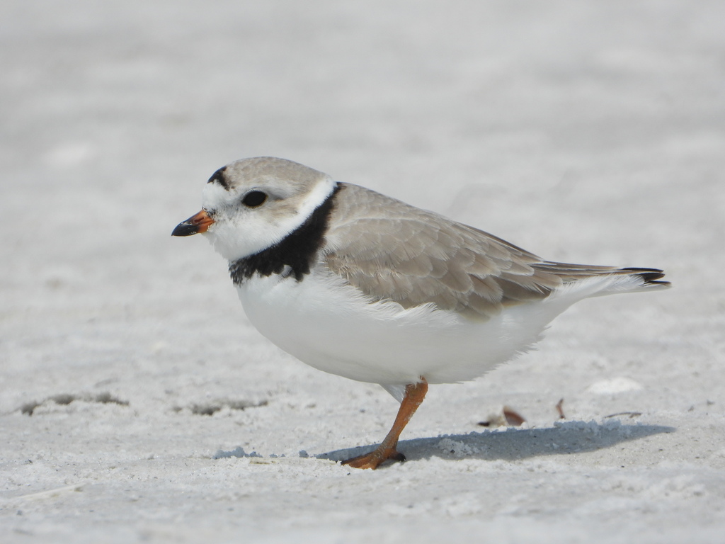 Piping Plover in April 2021 by diomedea_exulans_li · iNaturalist