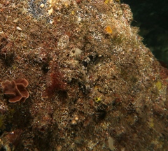 Lepidoblennius marmoratus