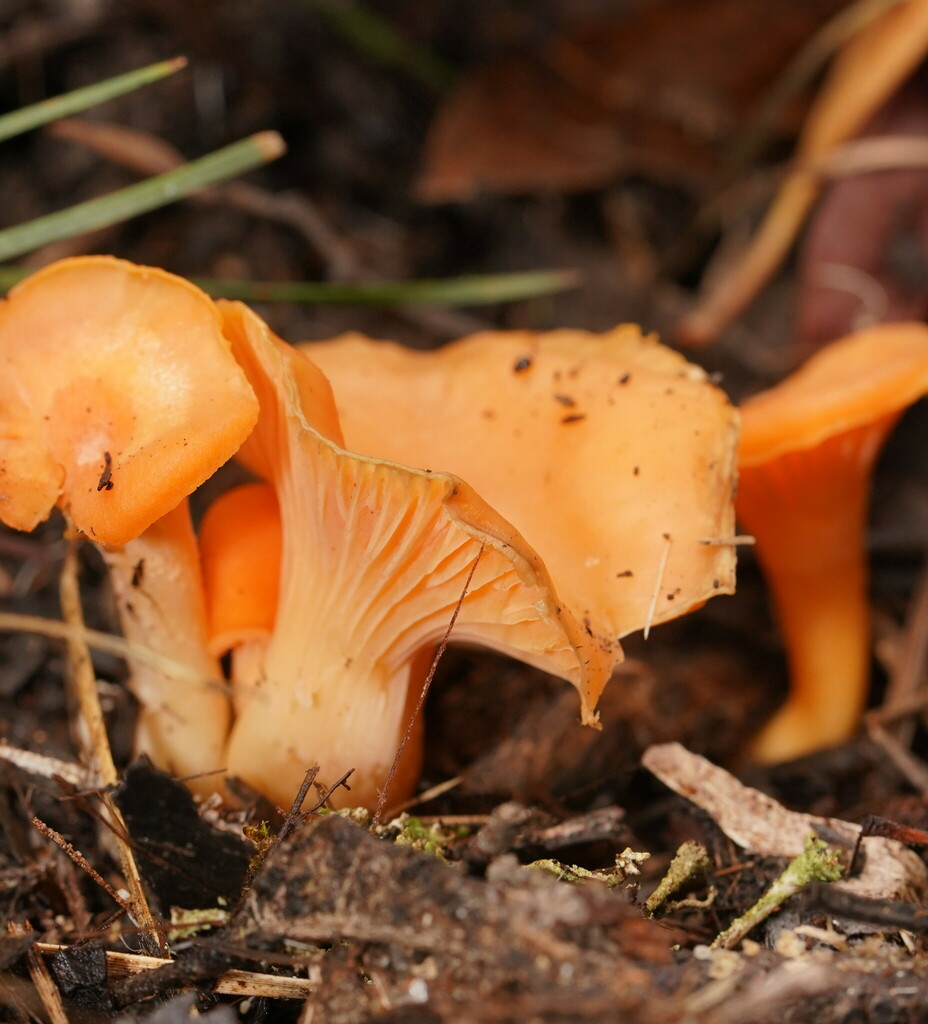 Australian chanterelle from Gembrook VIC 3783, Australia on January 26