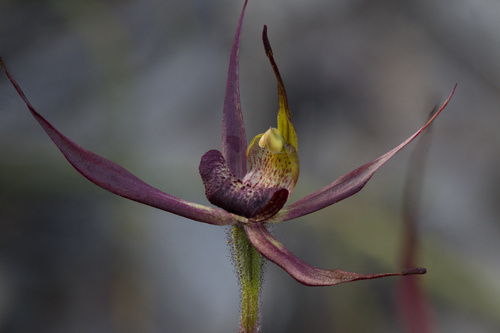 Kangaroo Island spider orchid (Caladenia ovata)