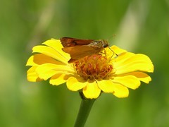 Anatrytone perfida