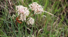 Polistes apachus texanus