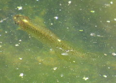 Fundulus dispar