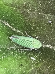 Graphocephala cythura