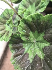 Graphocephala cythura