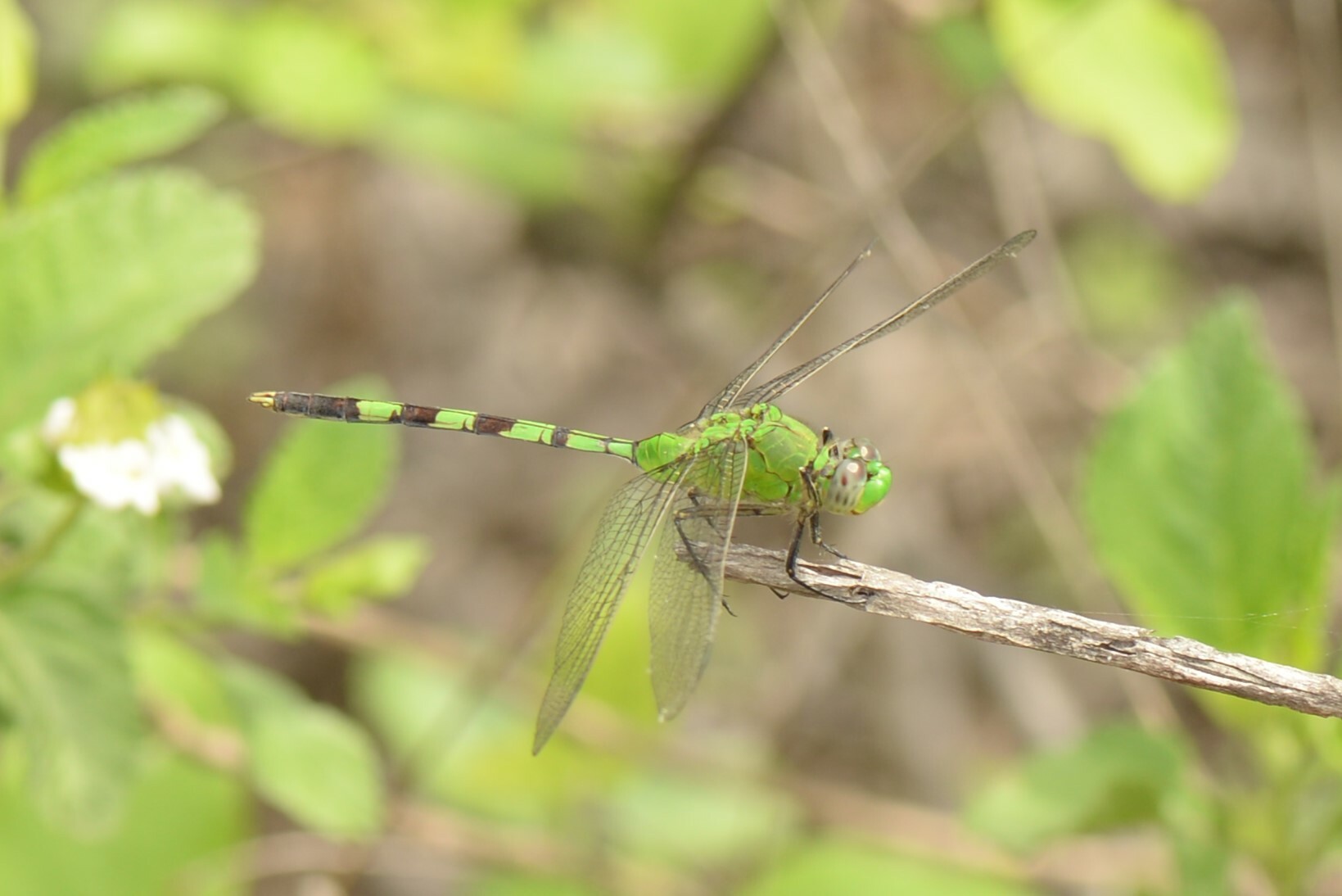 Erythemis image