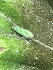 Graphocephala cythura