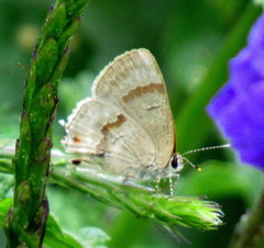 Rubroserrata ecbatana