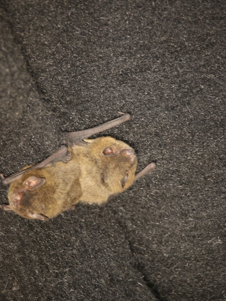 Troughton's Forest Bat
