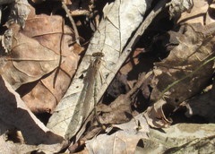 Argia fumipennis