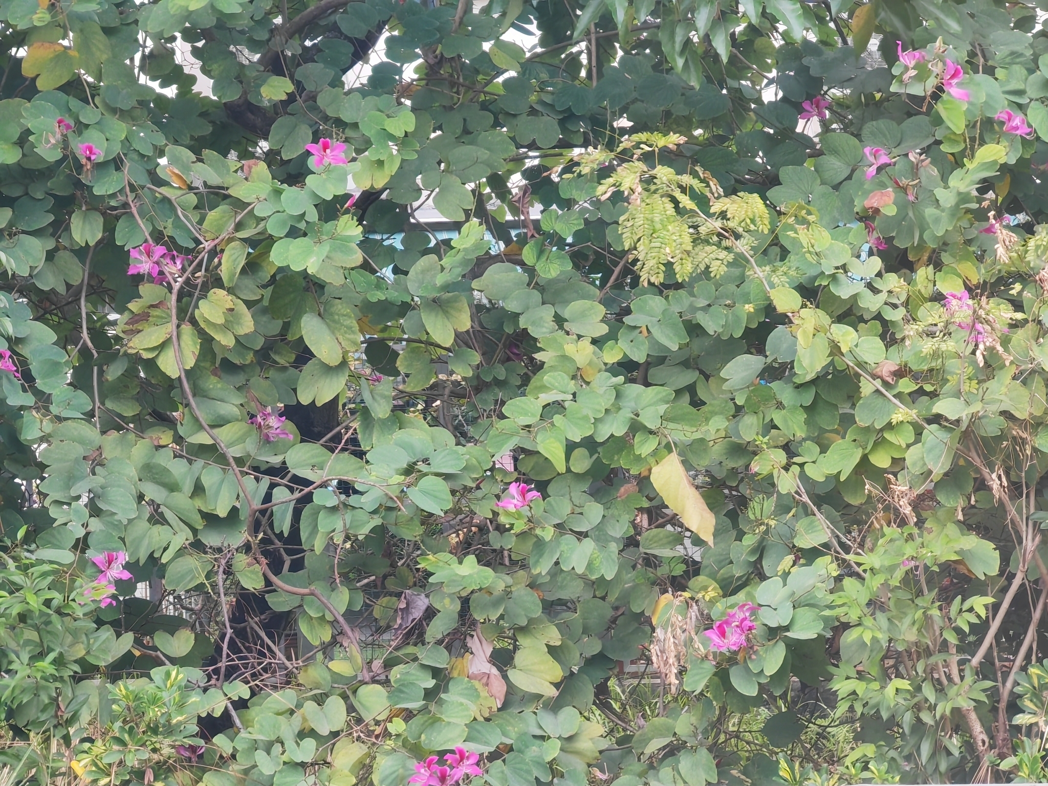 Imagem de Orquídea-de-hong-kong