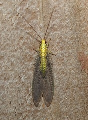 Italochrysa insignis