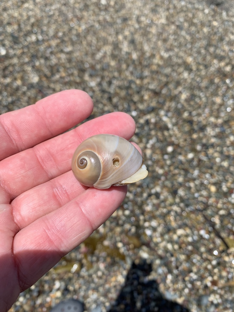 Bladder Moon Snail From South Pacific Ocean, Barcoongere, Nsw, Au On 