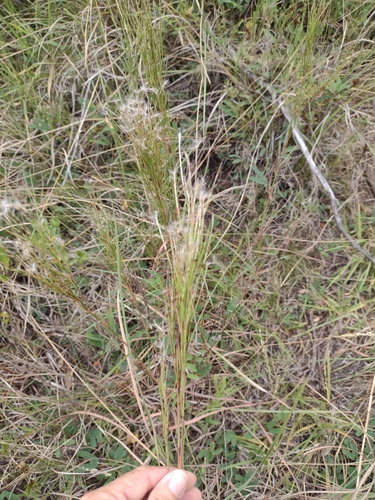 Image of Schizachyrium microstachyum by no rights reserved