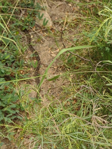Pampas Lancehead