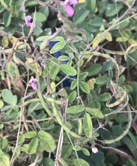 Desmodium scorpiurus