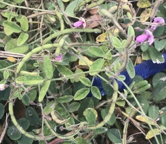 Desmodium scorpiurus