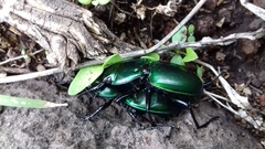 Pasimachus mexicanus