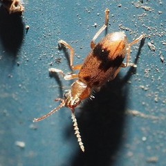 Notoxus desertus