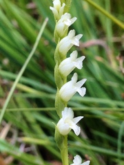 Spiranthes perexilis