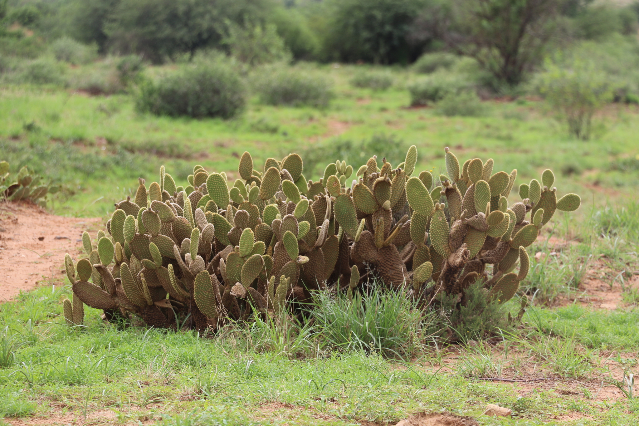 Imagem de Palma-de-santa-rita