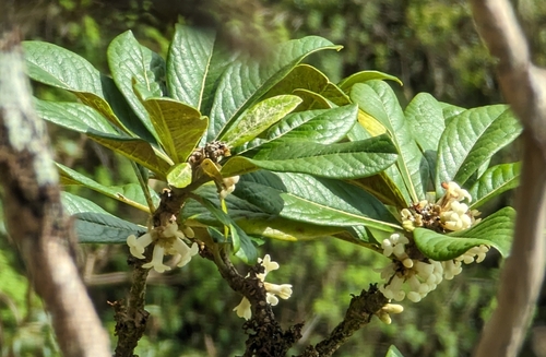 Image of Pittosporum confertiflorum by no rights reserved