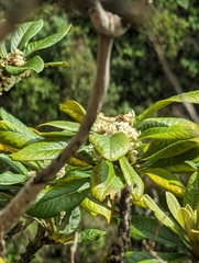 author not stated, no rights reserved Pittosporum confertiflorum, photograph author not stated, no rights reserved