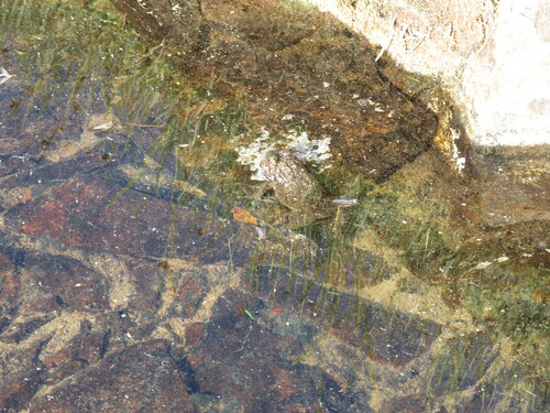 iNaturalist observation photo of Sierra Nevada Yellow-legged Frog