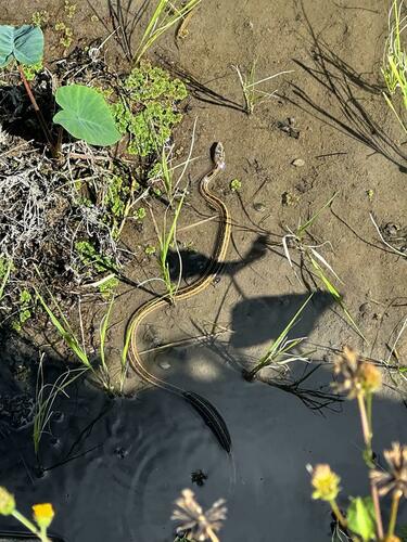 Boie's Keelback
