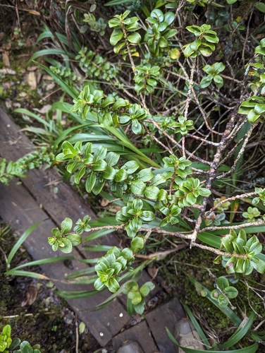 Image of Maui Mirrorplant (Coprosma ochracea) by no rights reserved