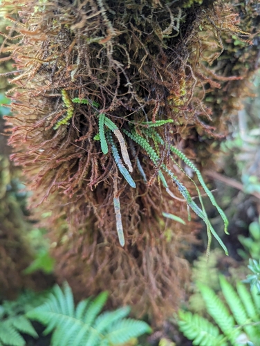 Image of Stenogrammitis saffordii by no rights reserved
