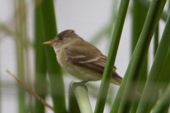 Empidonax traillii extimus
