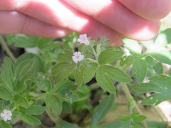 Phacelia ranunculacea